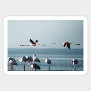 Greater Flamingos Sticker